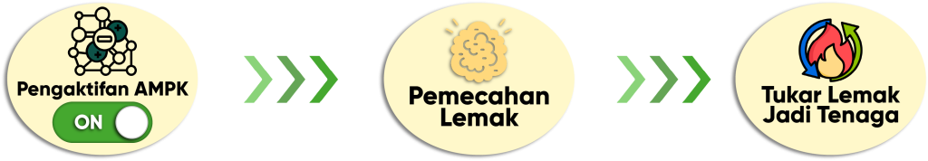 Metaponin-Progress-Pecahan-Lemak